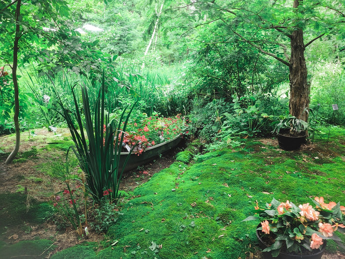 Natural garden screening and greenery texture